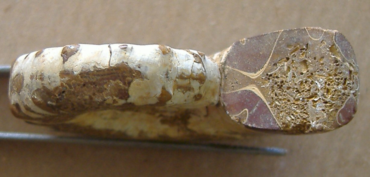 AMMONITE 5